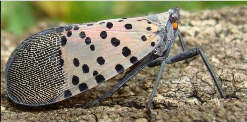 Spotted Lanternfly Quarantine to include Charlottesville and Albemarle County