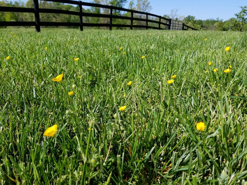Buttercup pasture weed